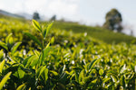 Herbata cejlońska - czym jest i jak powstała?