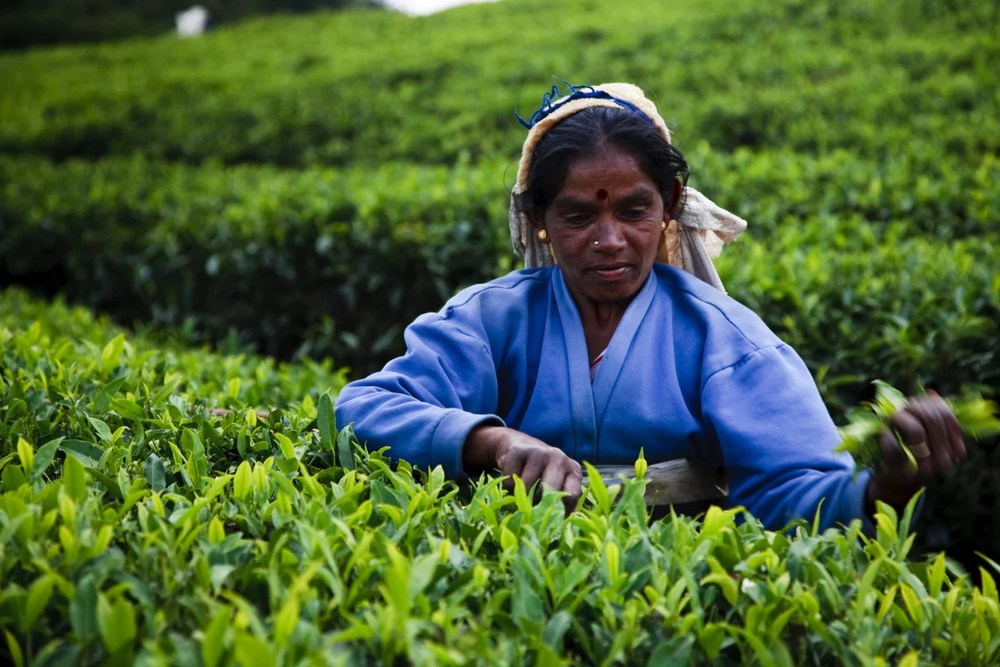 What is Nuwara Eliya Ceylon tea?