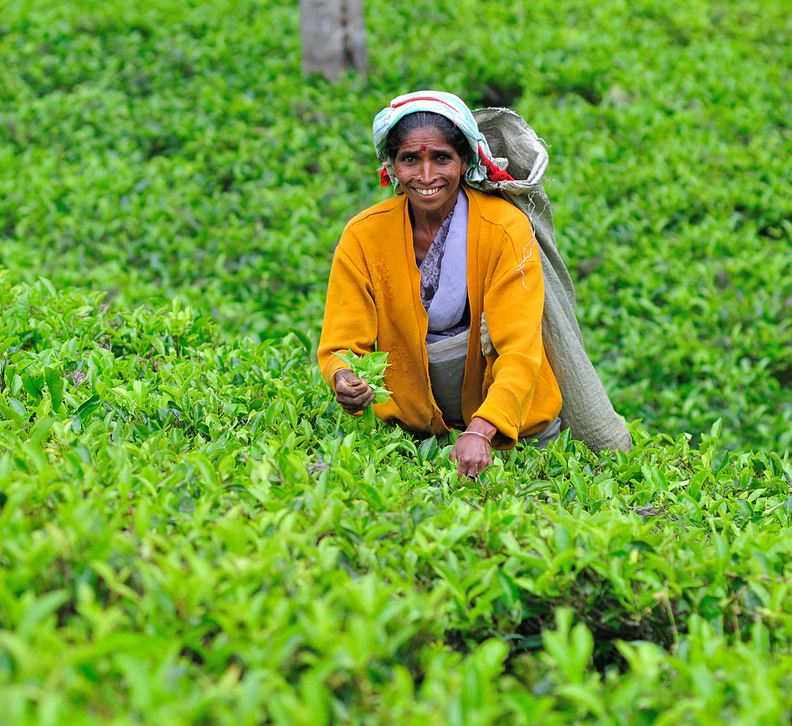 What is the history of tea in Sri Lanka?